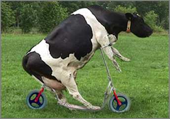 Kuh auf Fahrrad